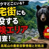 都内でクマどこにいる？住宅街にも出没する危険エリアを調査！